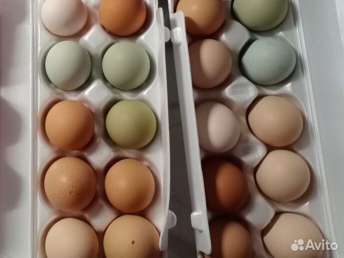 Инкубационное яйцо кур