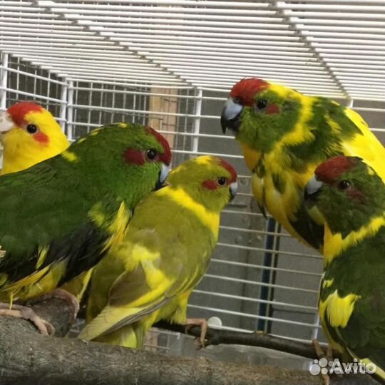 Какарики малыши