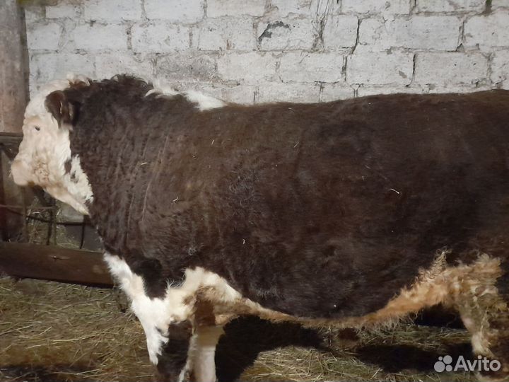 Быки герефорд