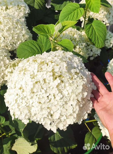 Гортензия древовидная Анабель