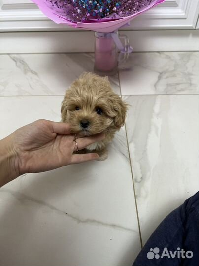 Мальтипу ф1 девочка Корея меллер премиум