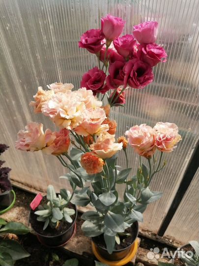 Рассада эустом