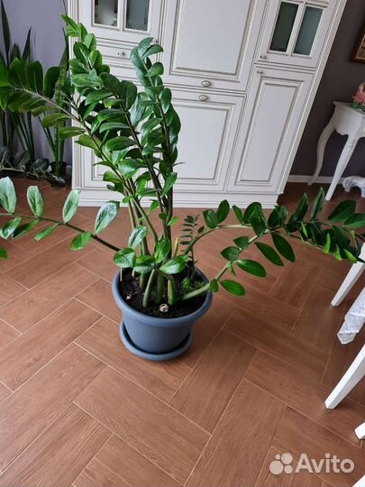 Замиокулькас. долларовое дерево