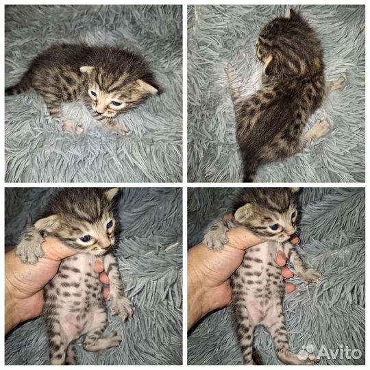 Бенгальские котята