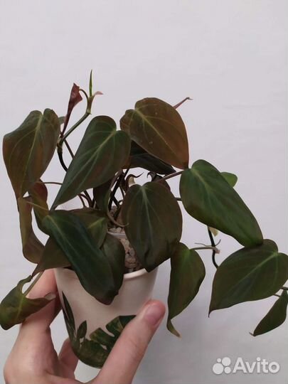 Филодендрон сканденс миканс