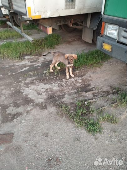 Отдам в добрые руки щенка