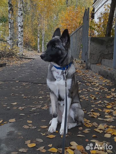 Щенки лайки