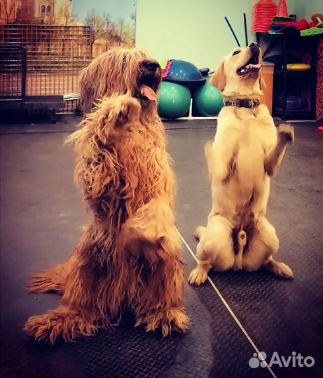 Дрессировка собак