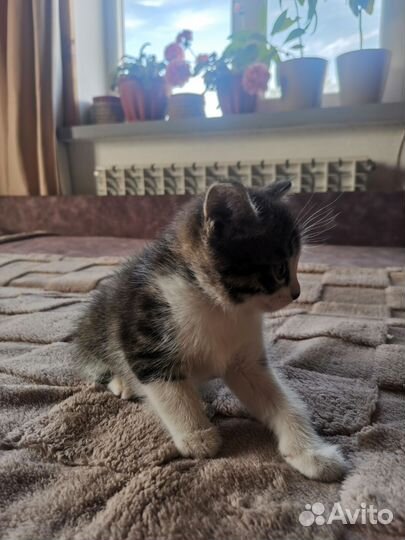 Короткошерстная кошка