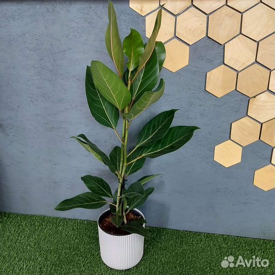 Фикус Комнатные растения Доставка растения