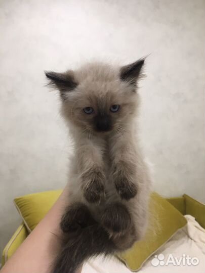 Кошки в добрые руки
