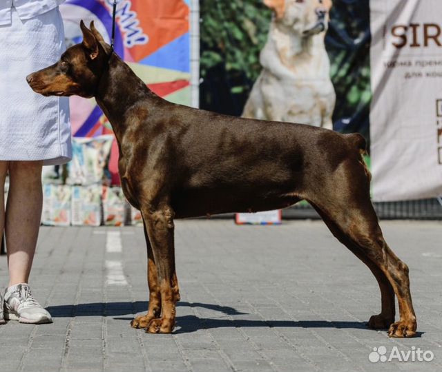 Щенки добермана