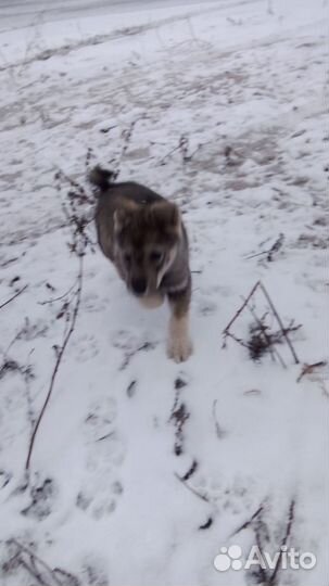 Лайка охотничья