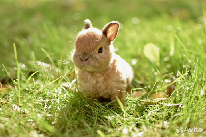 Декоративные крольчата