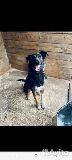 Собака из дома в приют