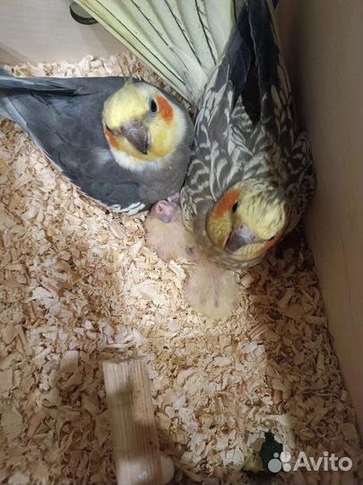 Попугай корелла