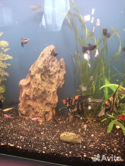 Аквариум с рыбками