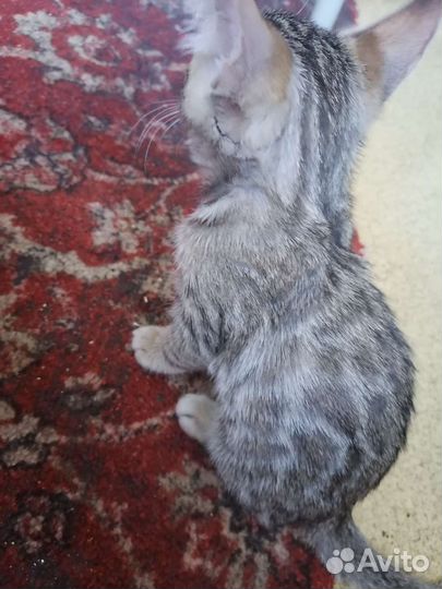 Бенгальская