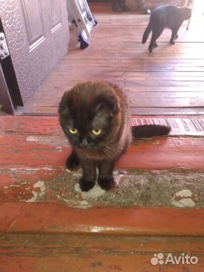 Кошки в добрые руки