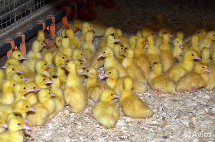 Утки суточные Старт 53