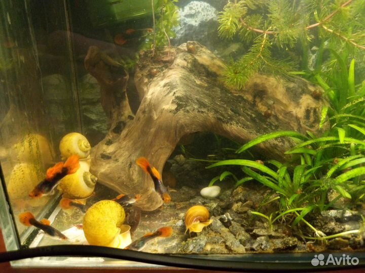 Растения, рыбки, ампулярии