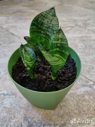 Сансевиерия с горшочком три ростка