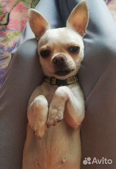 Вязка мини чихуахуа девочка