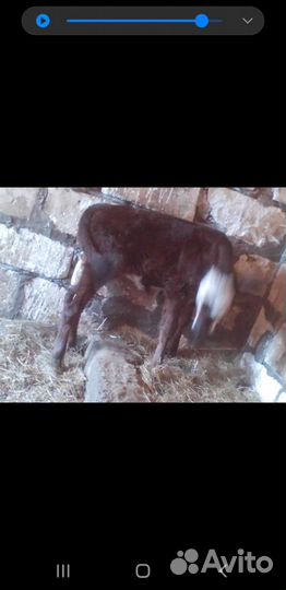 Телята телочки