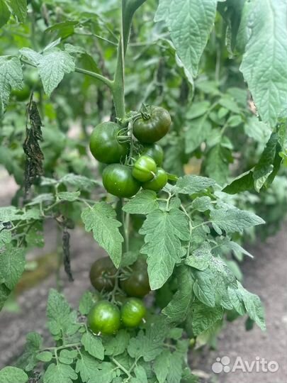 Семена чёрного томата Пандора