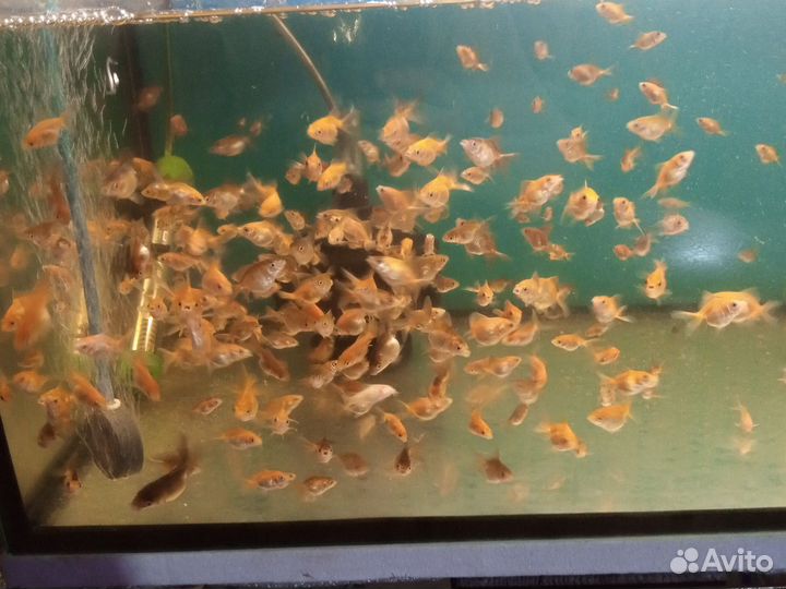 Молодеж аранды