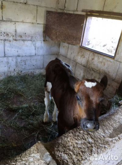 Телочка галштинка