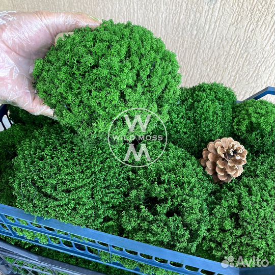 Стабилизированный мох