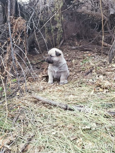 Щеночек Бакс