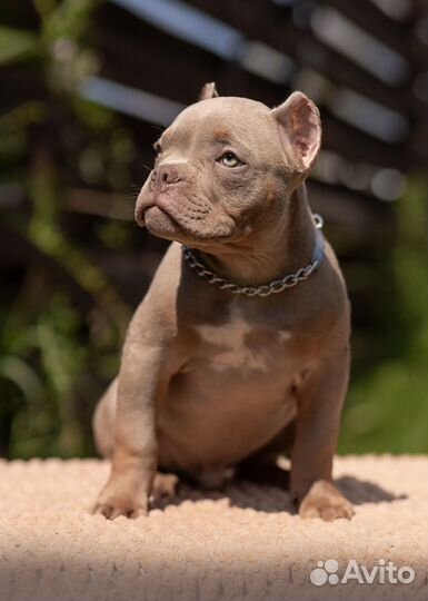 Американский булли - микро мальчик