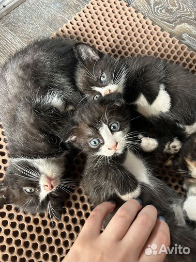 Вислоухие котята