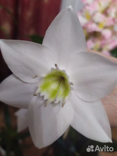 Эухарис амазонская лилия