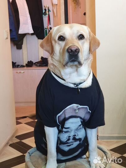 Продам лабрадора-девочку