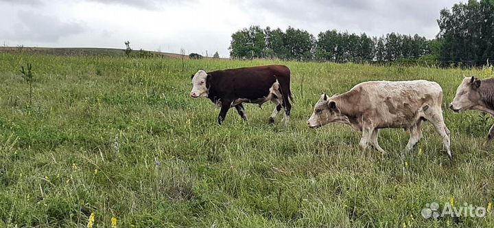 Телята бычки