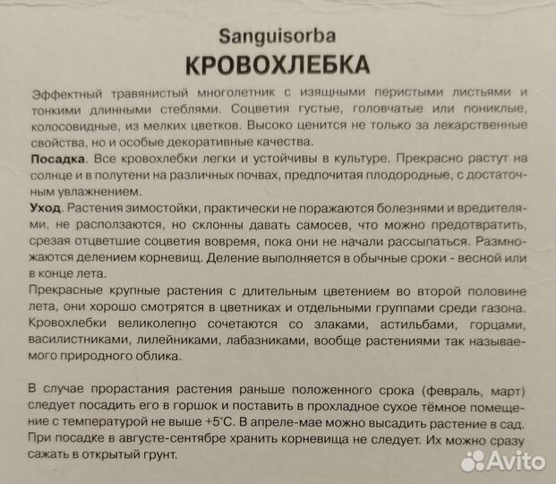 Кровохлебка Альба декоративные растения