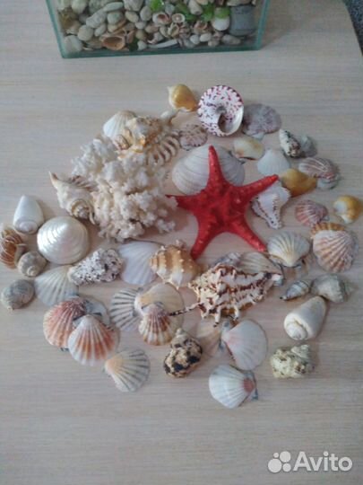 Морские ракушки и кораллы