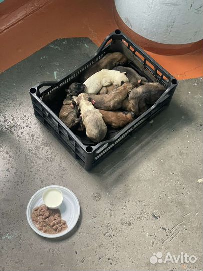 Щенки в добрые руки мальчики и девочки