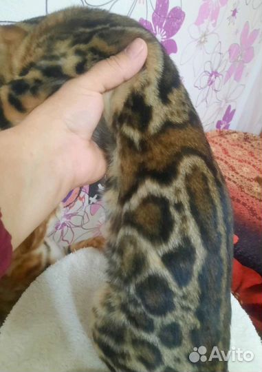 Шикарные бенгальские котята