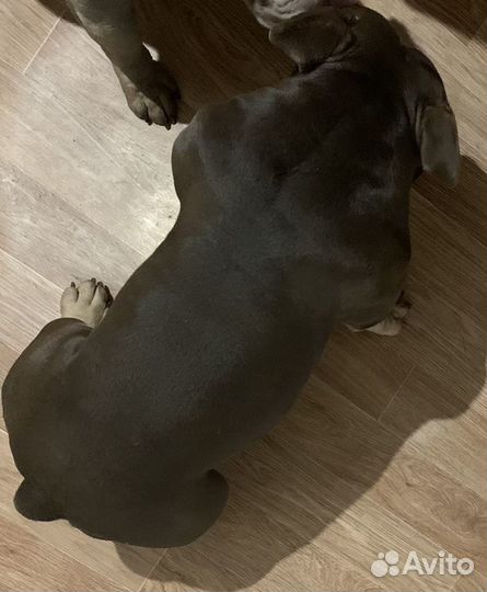 Вязка Микро Ам Булли импорт Испания 32 см шоко три