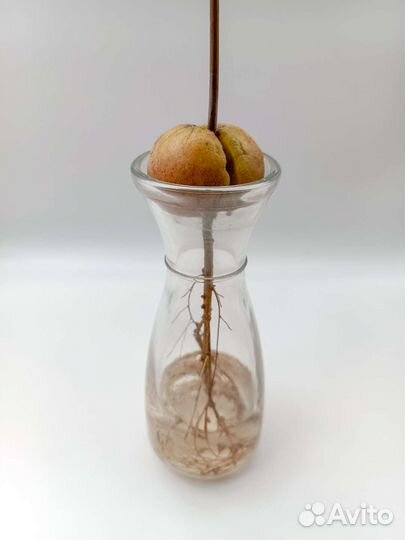 Вазочки для укоренения авокадо или черенков