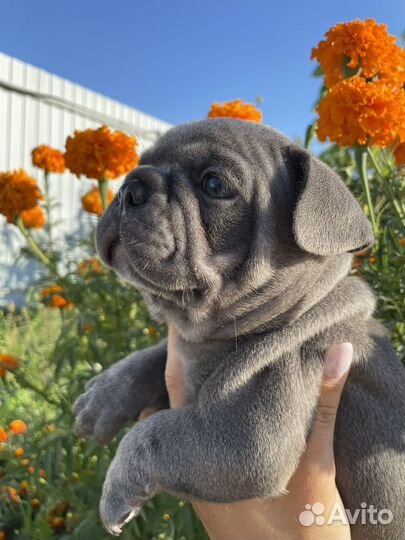 Французский бульдог голубой с изабеллой и какао