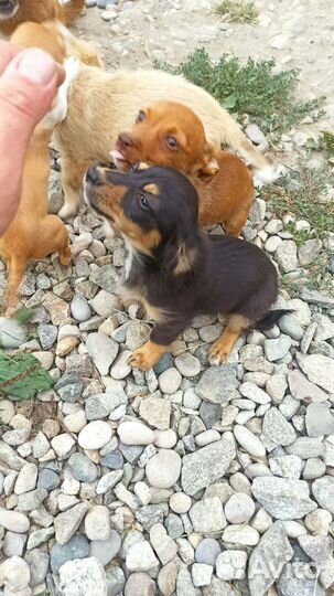 Собака в добрые руки