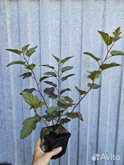 Пузыреплодник