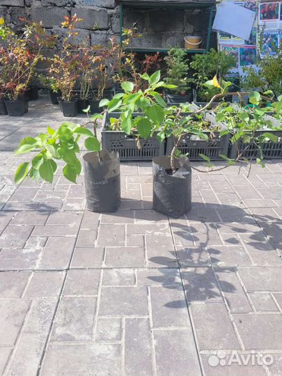 Яблони,груши,черешня