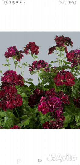 Герань пеларгония плетистая