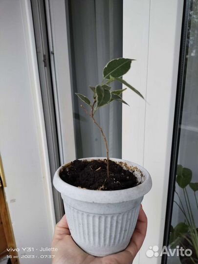 Фикус бенджамина